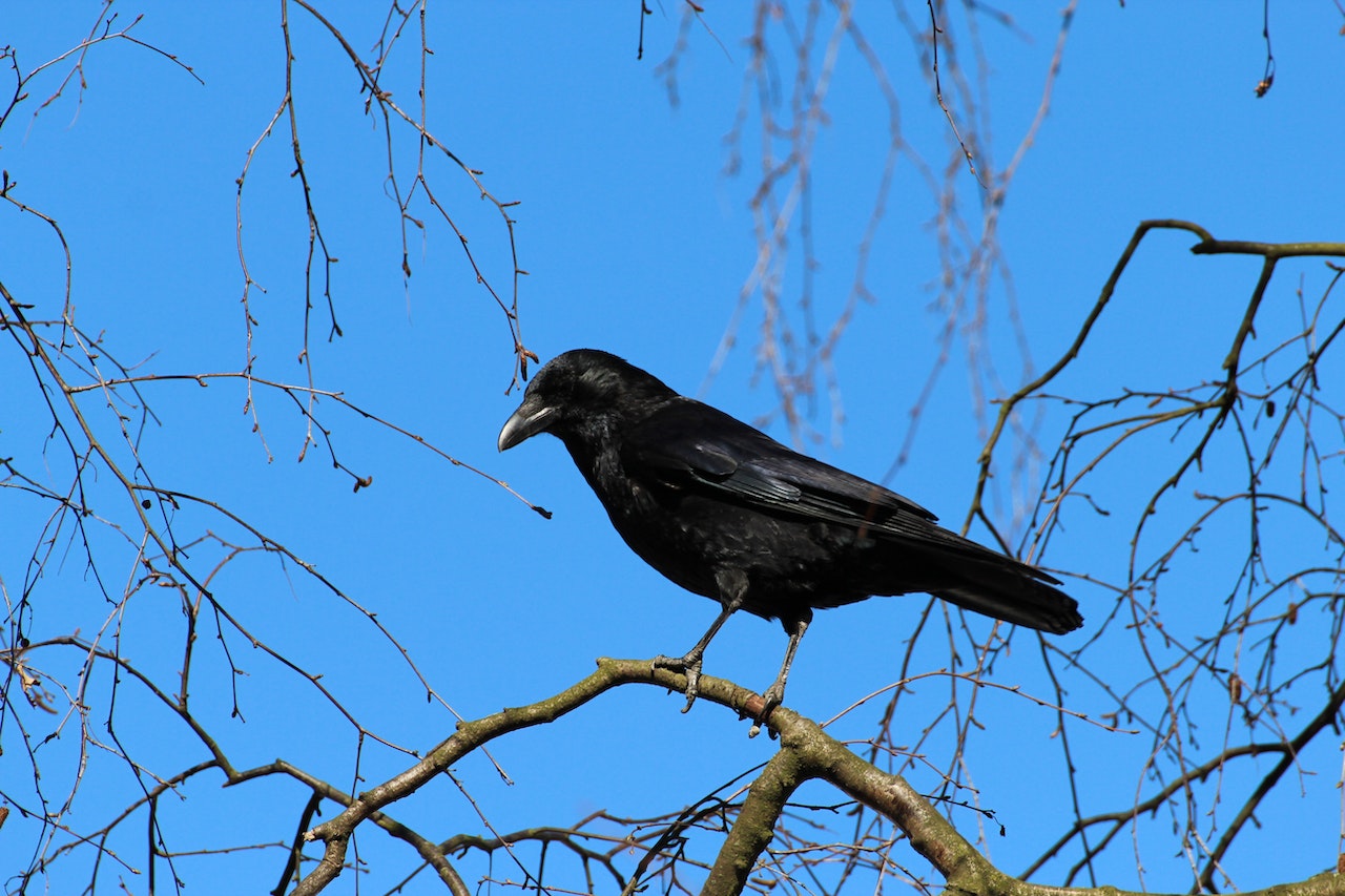 what-do-crows-symbolize-in-the-bible